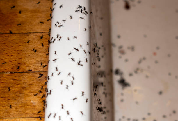 Best Emergency Pest Control  in Stonebridge, NJ